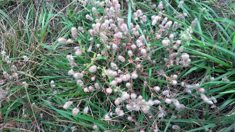 Pasture Weed Identification Cattle Cow And Ranching Community 5956